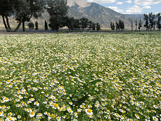 Young Living Chamomile field